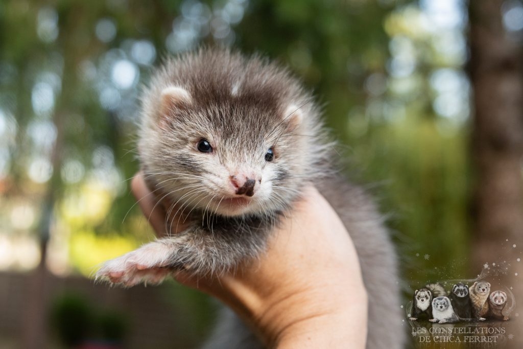furet à l'adoption