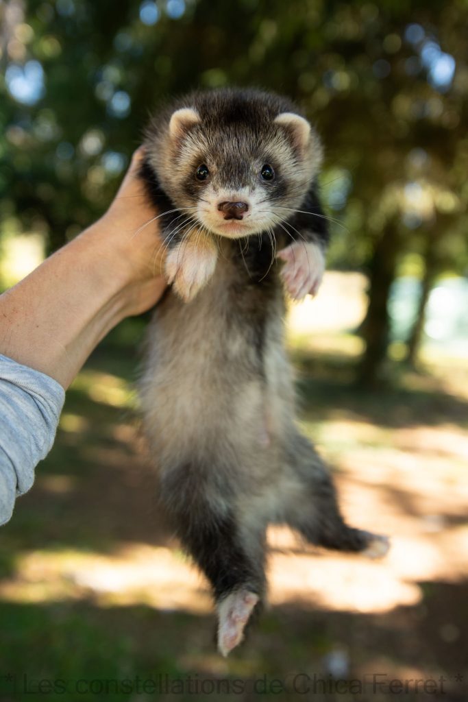 furet mâle zibeline roan arlequin semi-angora