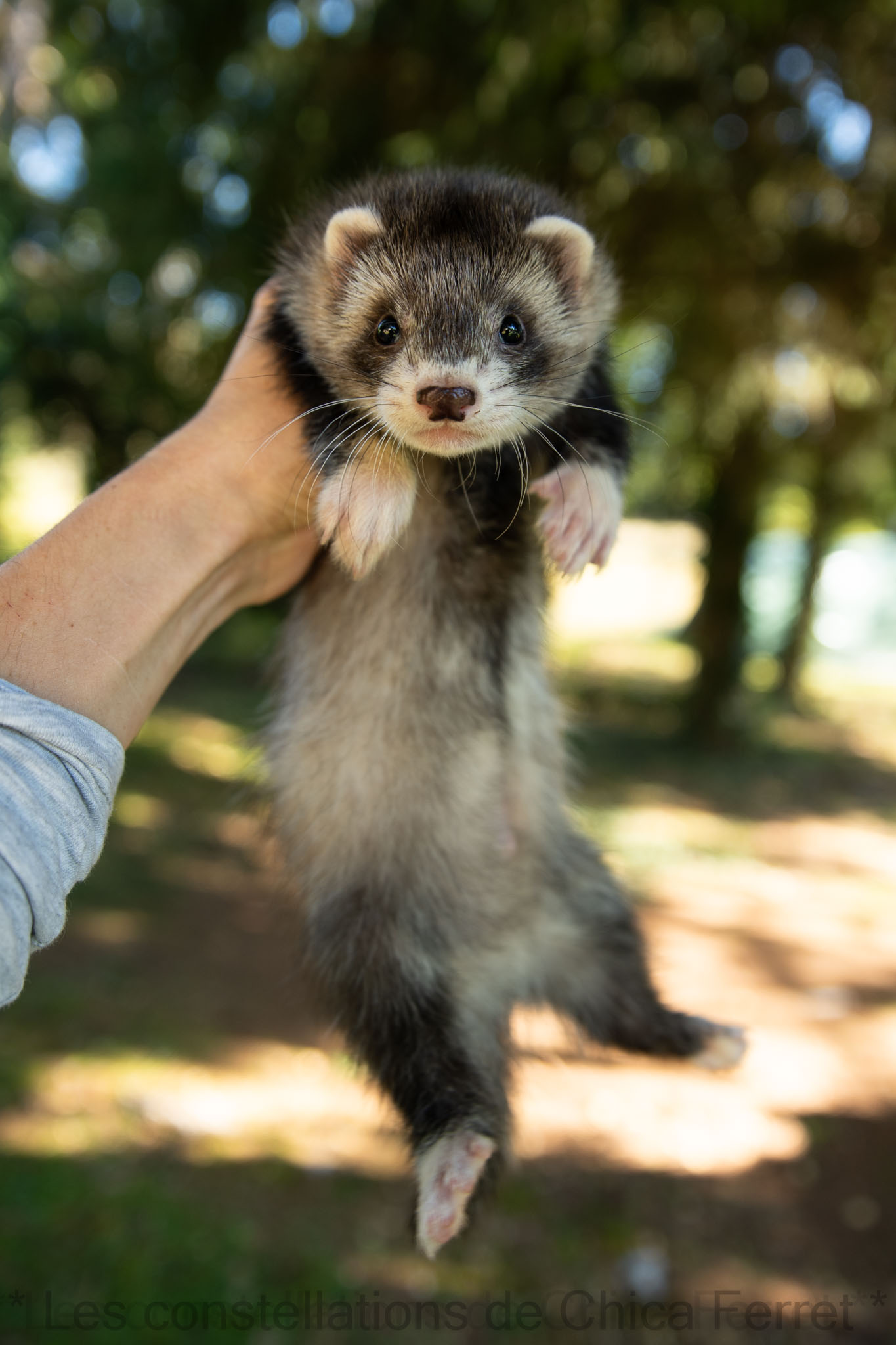 furet mâle zibeline roan arlequin semi-angora
