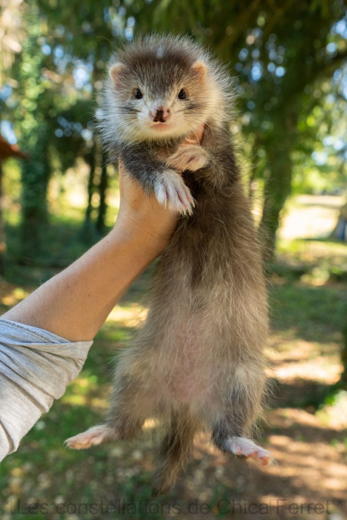 furet femelle silver angora