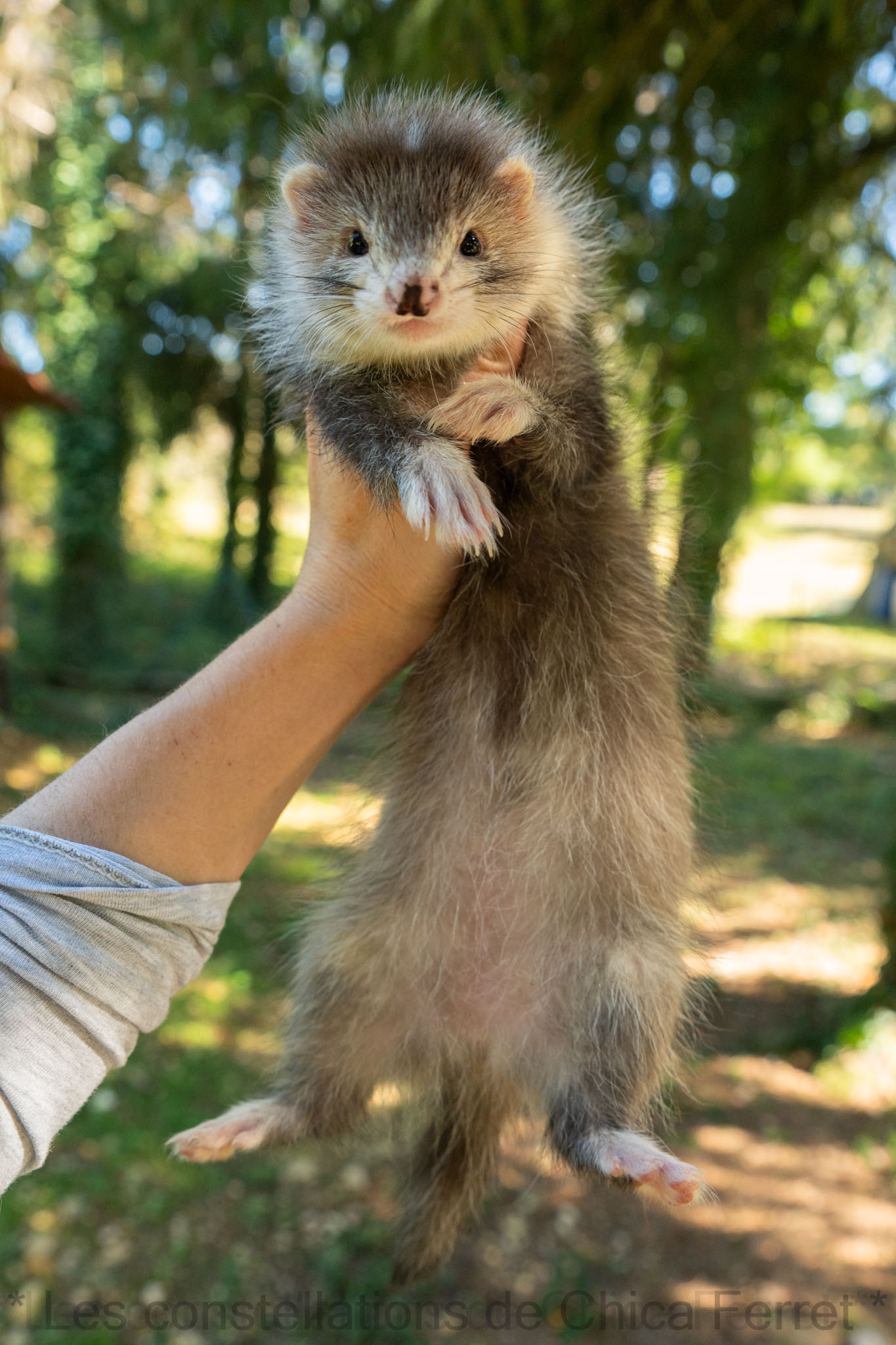 furet femelle silver angora