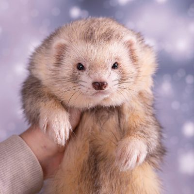 Nunki